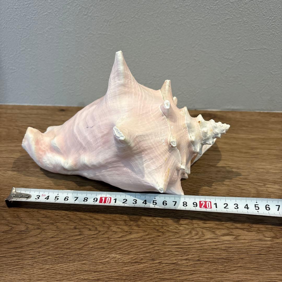コンク貝　ピンク貝　オブジェ　法螺貝　貝殻　ほら貝　ピンク