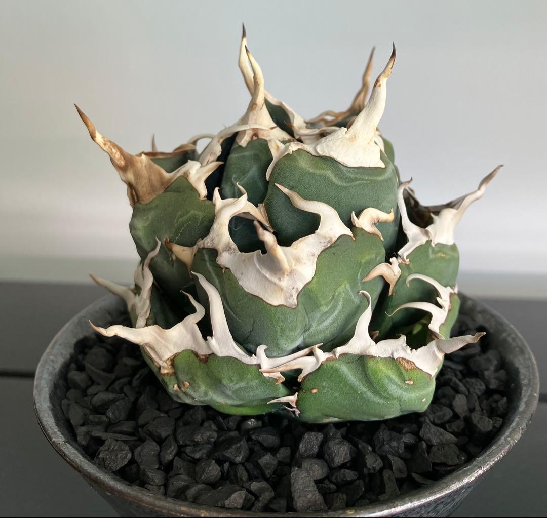 【専用】コレクション放出　アガベ白鯨　コンパクト強刺ボール　トップ超ロング