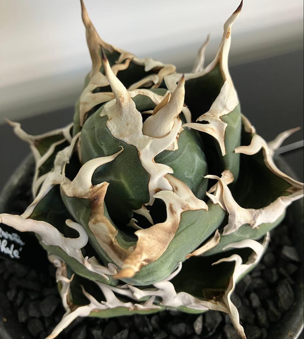 【専用】コレクション放出　アガベ白鯨　コンパクト強刺ボール　トップ超ロング