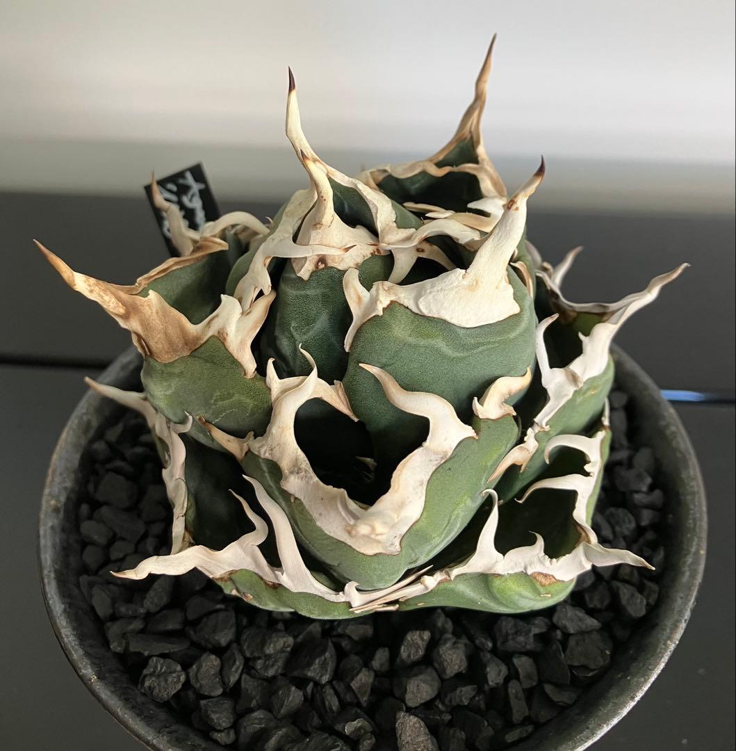 【専用】コレクション放出　アガベ白鯨　コンパクト強刺ボール　トップ超ロング