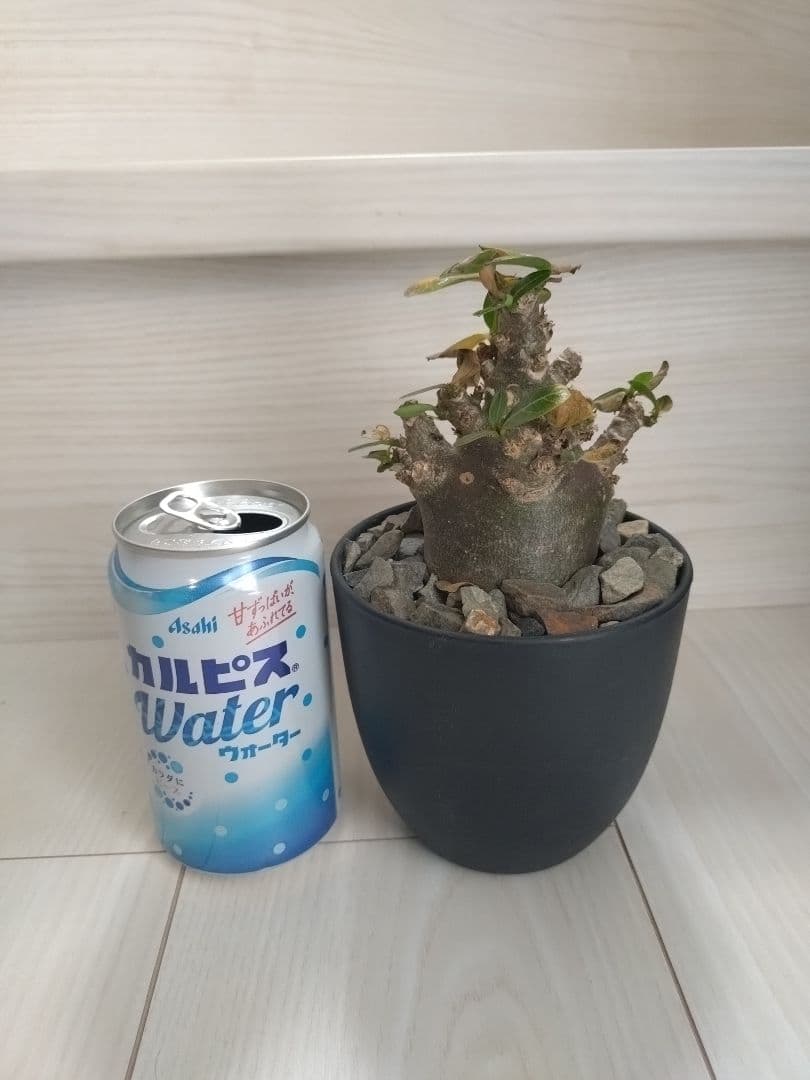 アデニウム・アラビカム　ブラックスキン　塊根植物