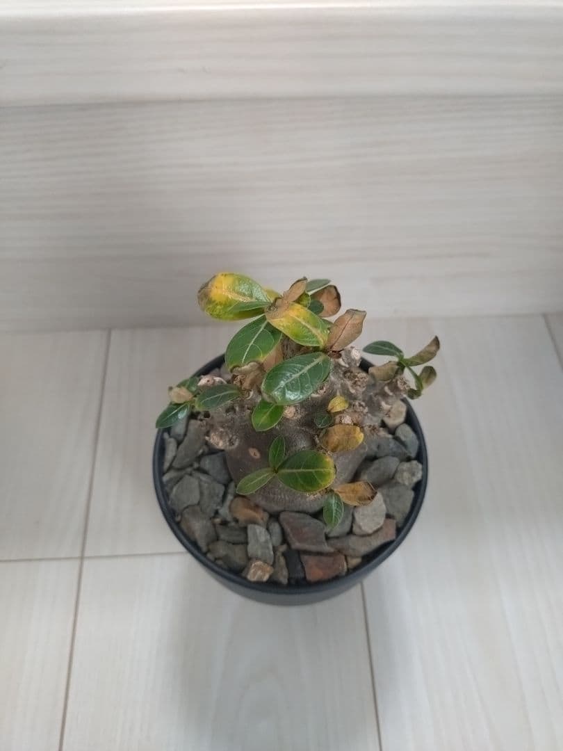 アデニウム・アラビカム　ブラックスキン　塊根植物