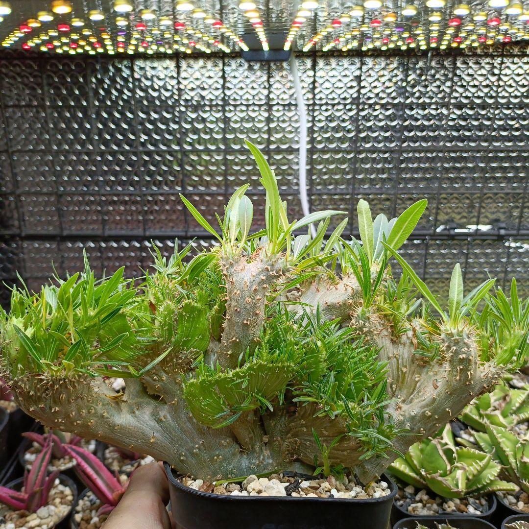 綴化　パキポディウム　グラキリス　特大　良型