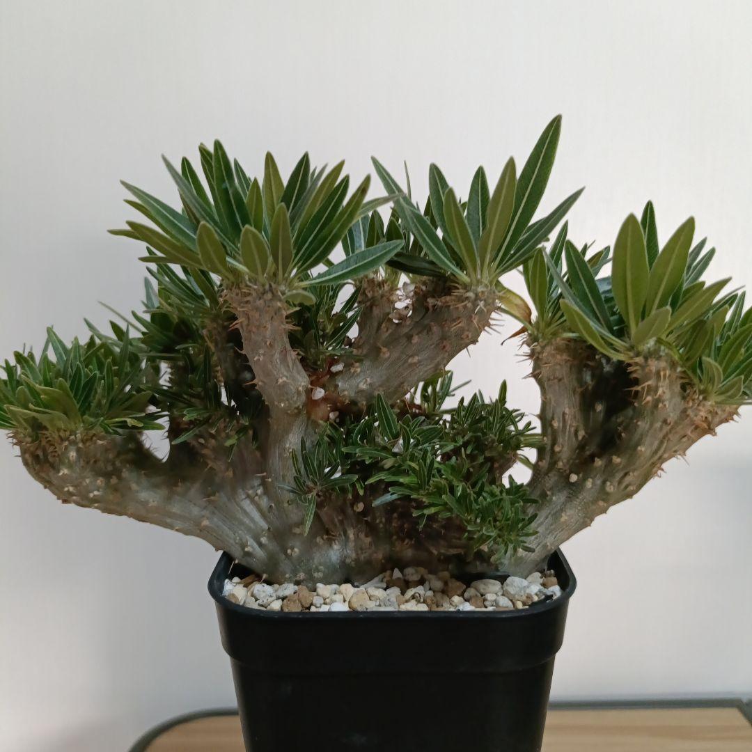 綴化　パキポディウム　グラキリス　特大　良型