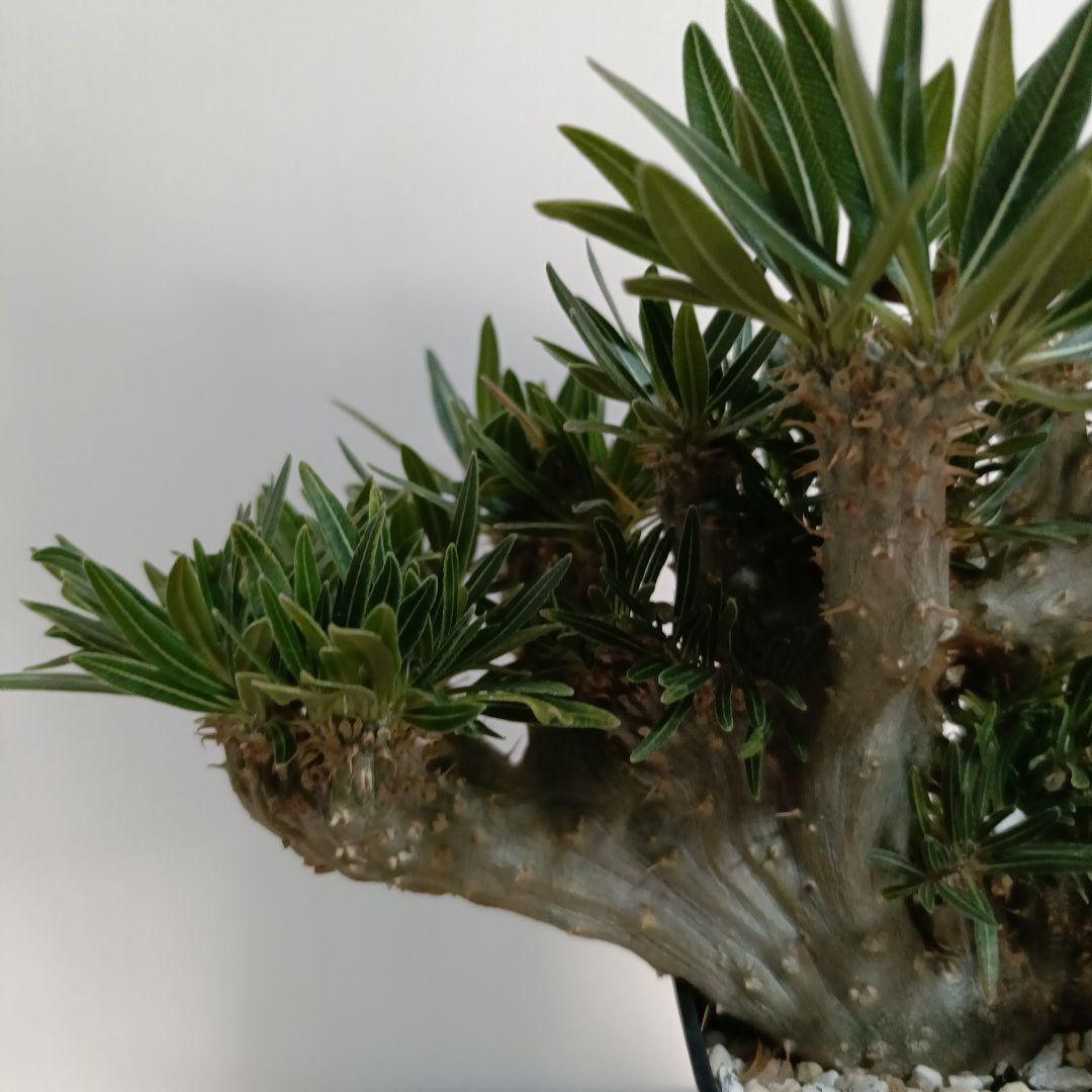 綴化　パキポディウム　グラキリス　特大　良型