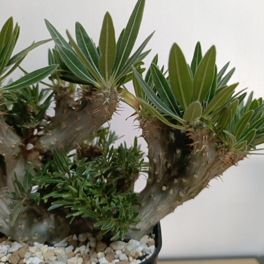 綴化　パキポディウム　グラキリス　特大　良型