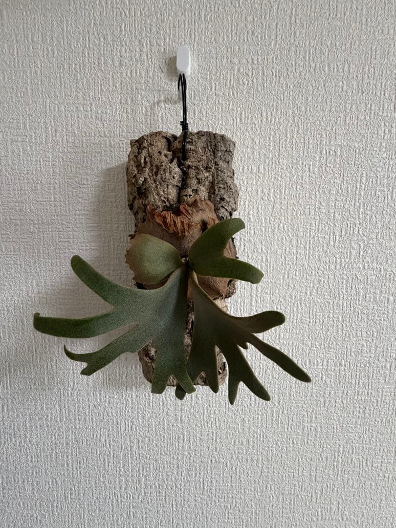 ビカクシダ　P.willinckii’Nano’spore コルク付き