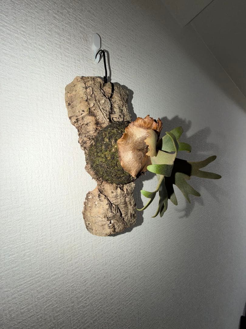 ビカクシダ　P.willinckii’Nano’spore コルク付き