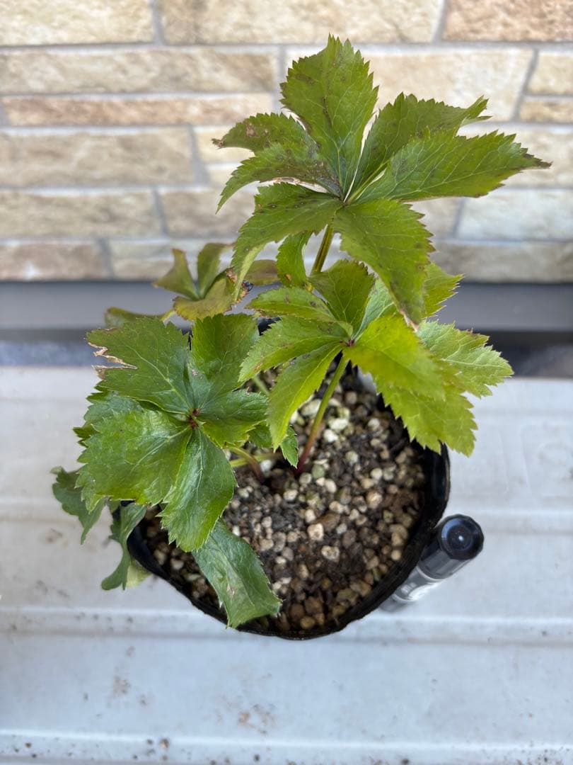 アンティークピエラ×千重咲ピンクピコティ★クリスマスローズ交配苗★未開花株★