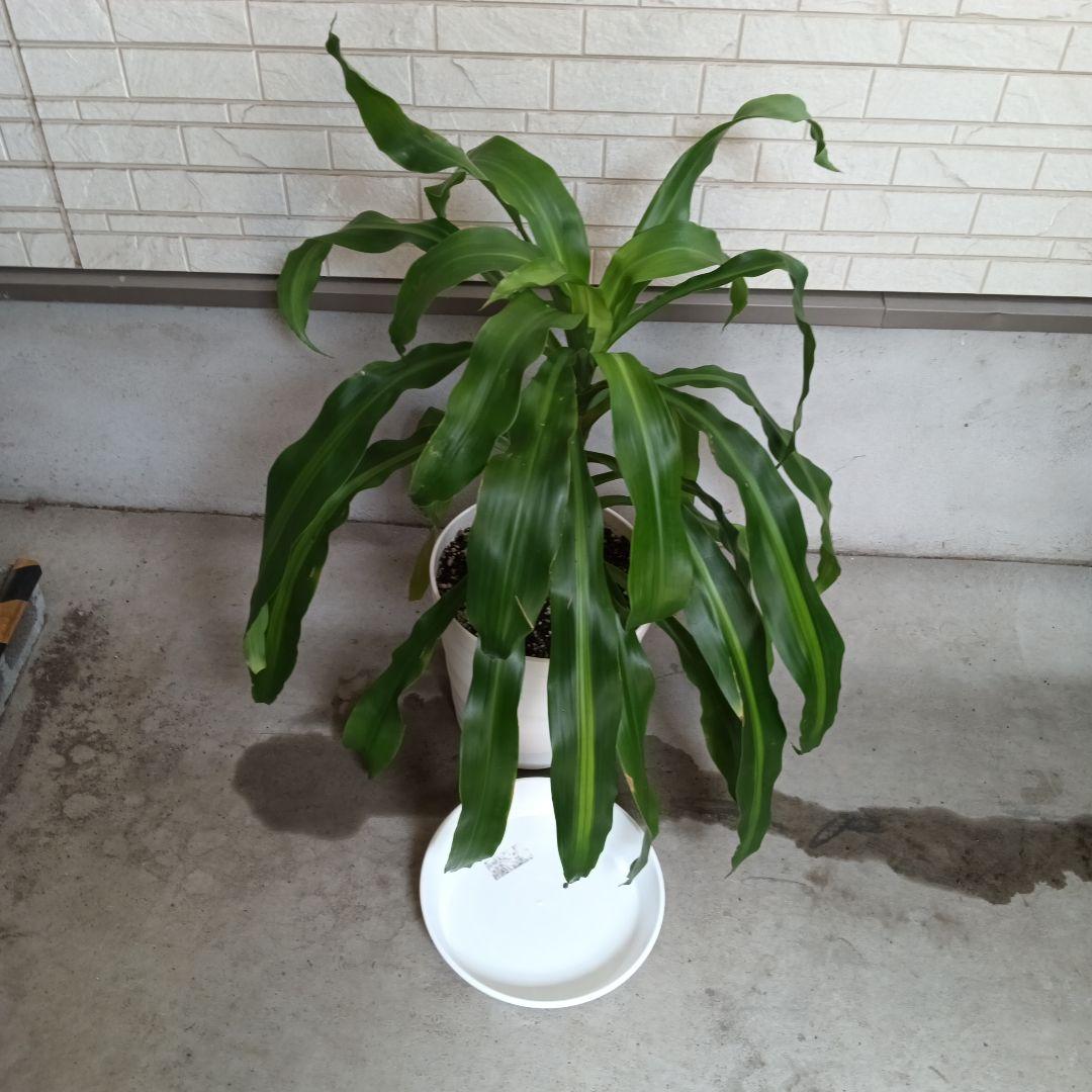 中型観葉植物 波状の緑色の葉　幸福の木　ドラセナ　マッサンゲアナ