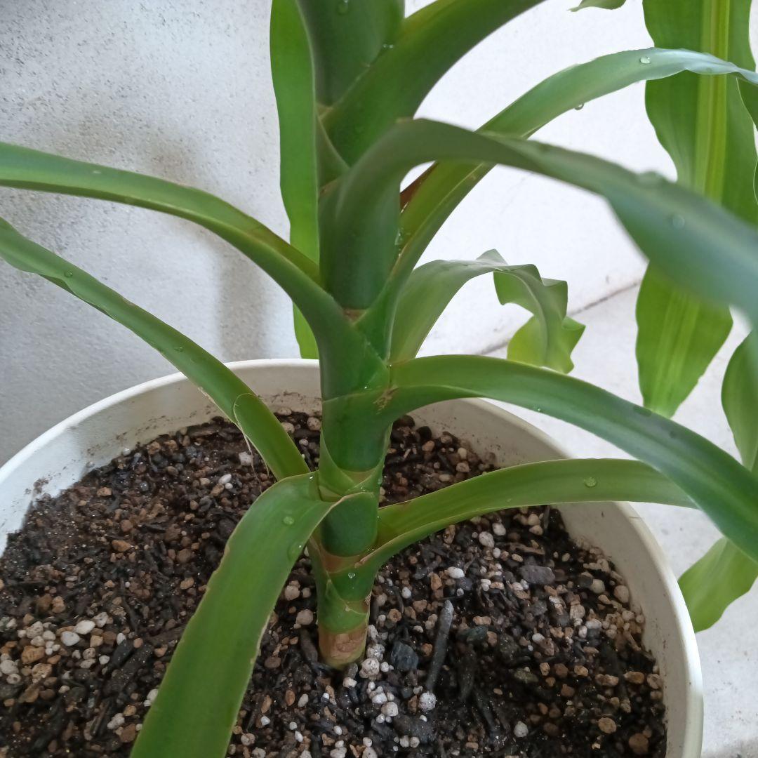 中型観葉植物 波状の緑色の葉　幸福の木　ドラセナ　マッサンゲアナ
