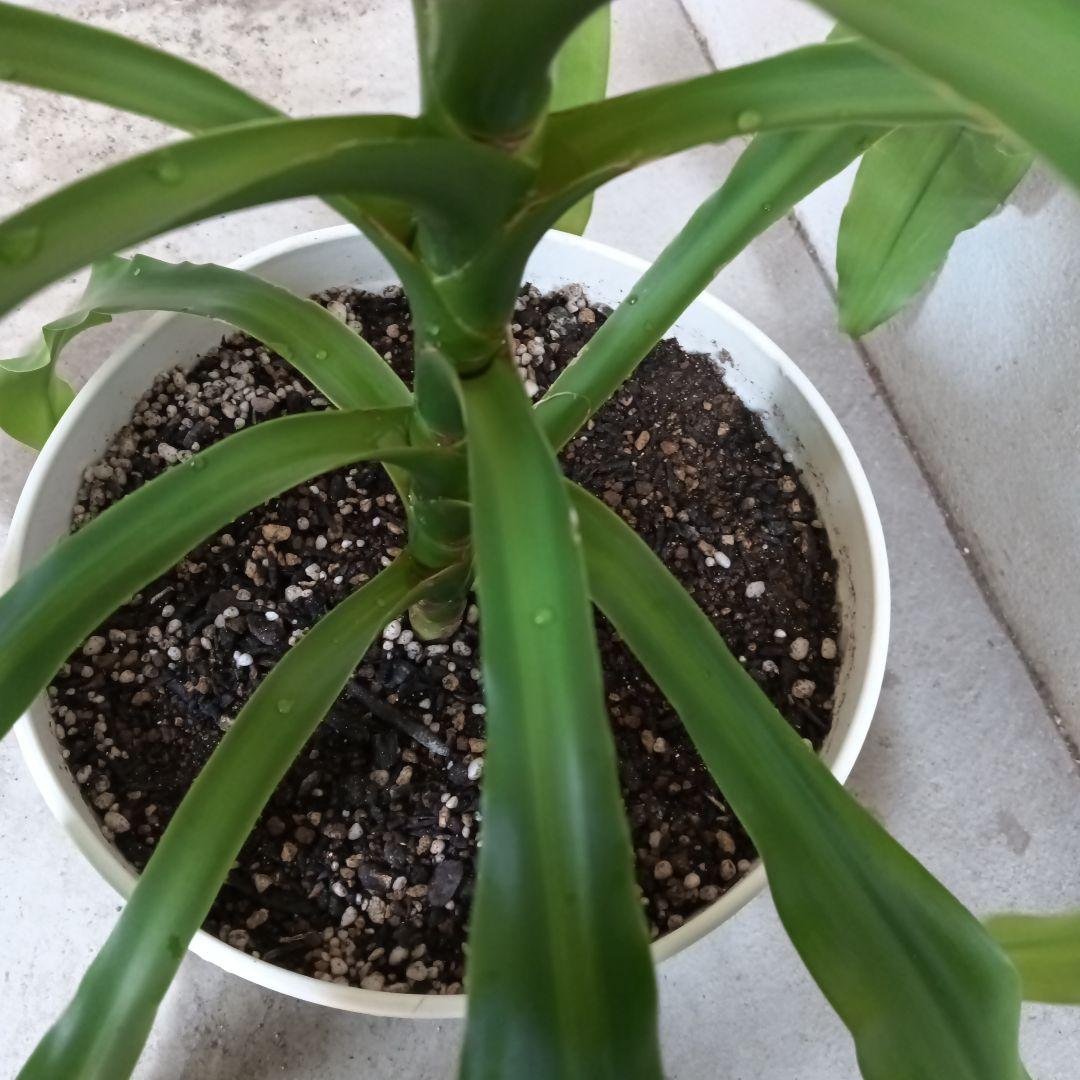 中型観葉植物 波状の緑色の葉　幸福の木　ドラセナ　マッサンゲアナ