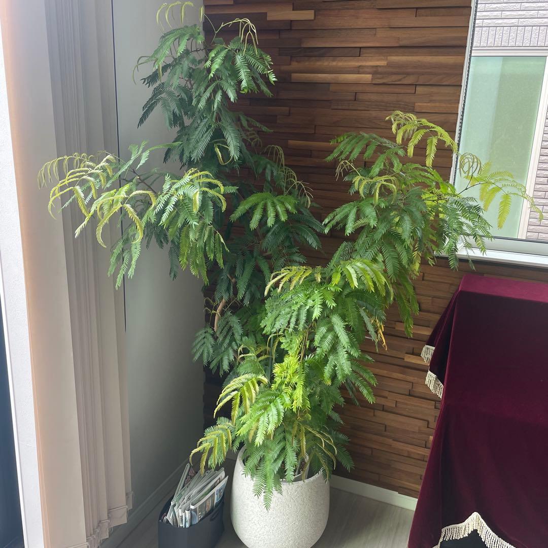 【最終価格】観葉植物 エバーフレッシュ