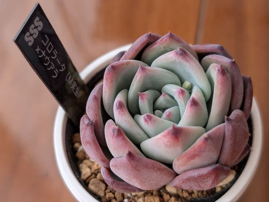 SSSさん苗 コロラータ（M実生）×ナウアラ 札付き 多肉植物