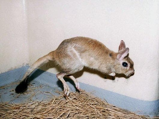 トビウサギ　Springhare　頭骨　※データ付属します