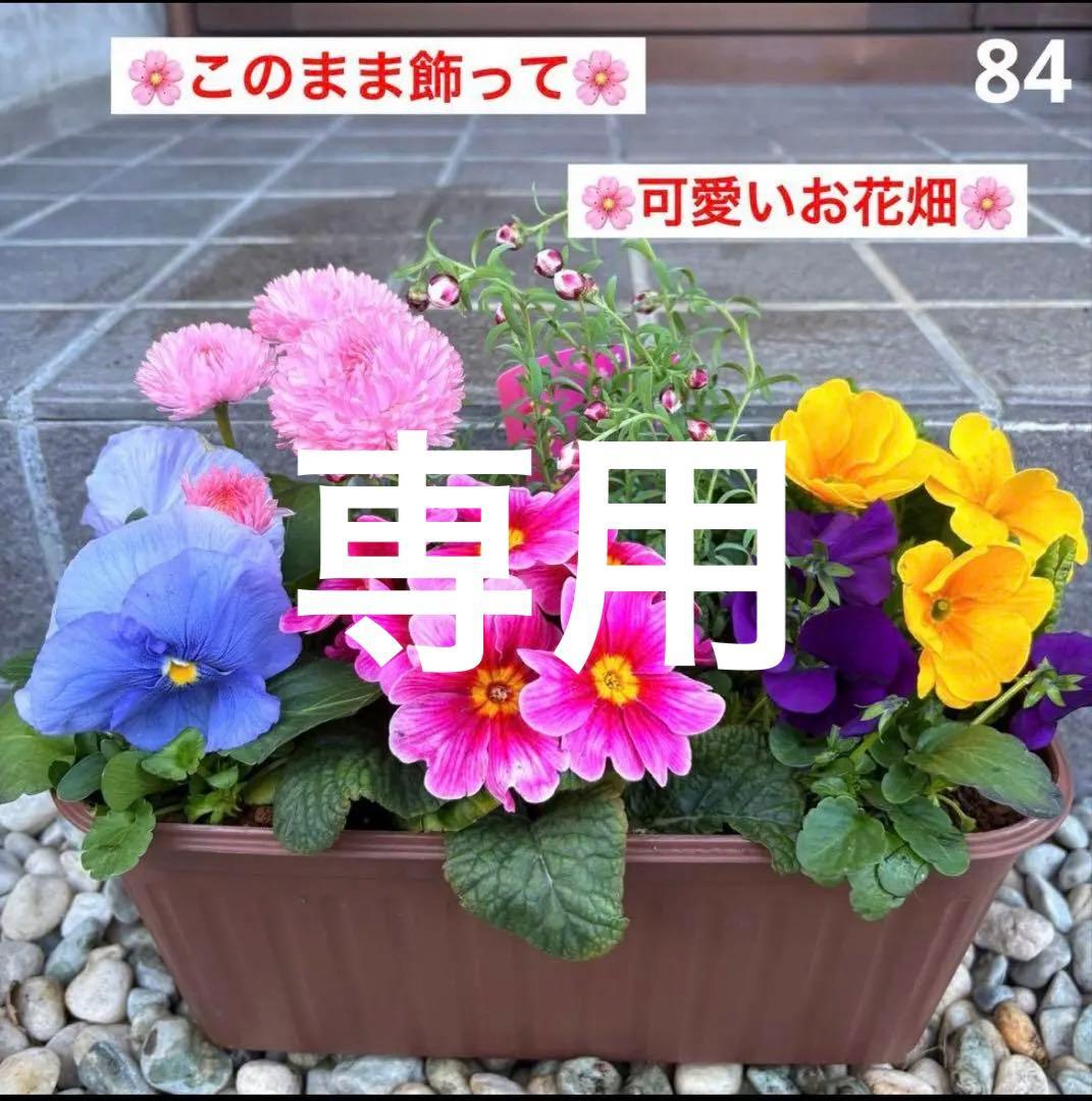 84.☆これから良く咲き☆長く楽しむ☆春の寄せ植え☆