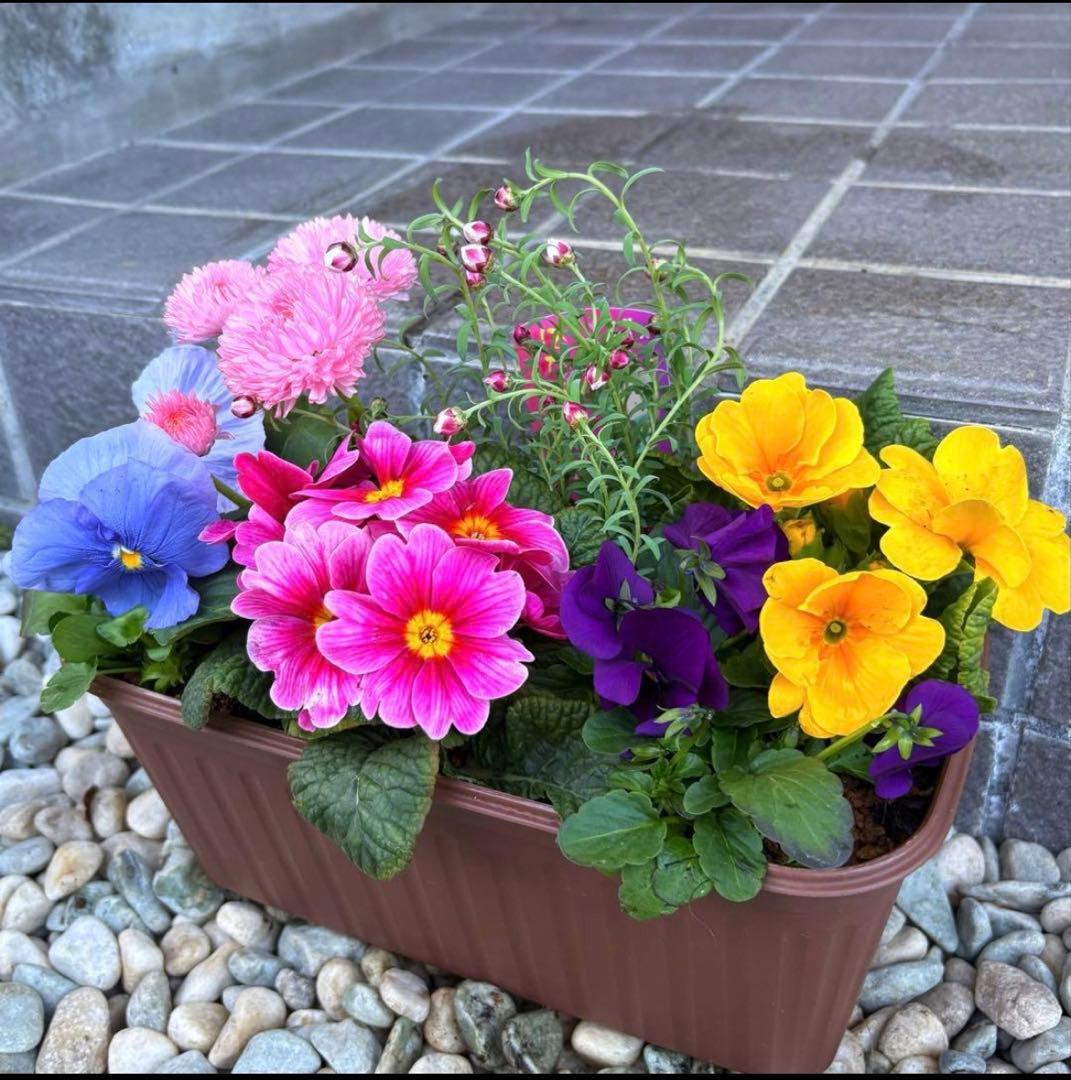 84.☆これから良く咲き☆長く楽しむ☆春の寄せ植え☆