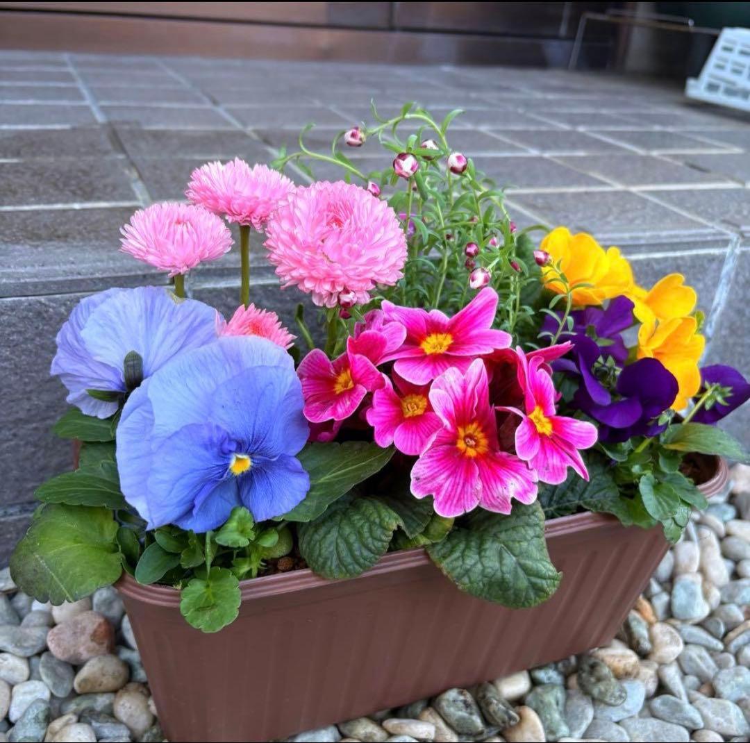 84.☆これから良く咲き☆長く楽しむ☆春の寄せ植え☆