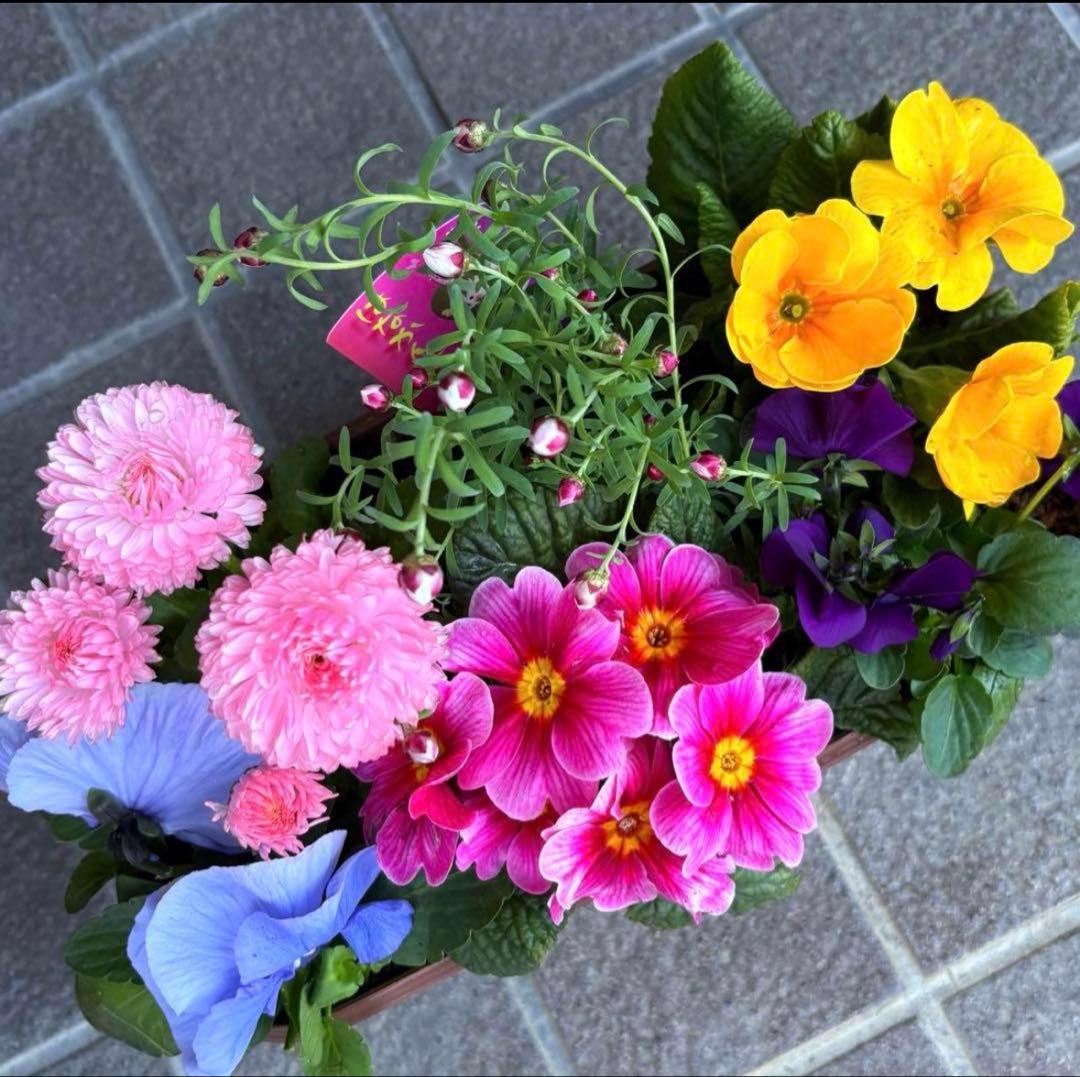 84.☆これから良く咲き☆長く楽しむ☆春の寄せ植え☆