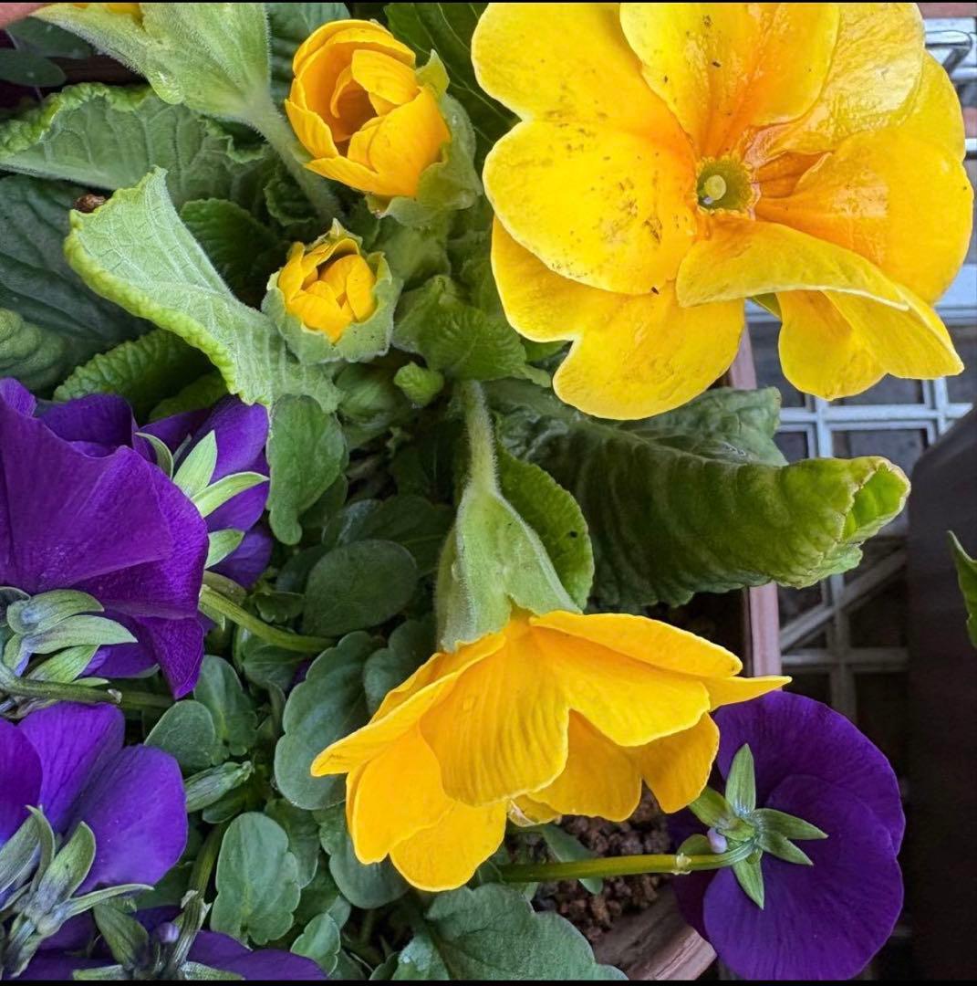 84.☆これから良く咲き☆長く楽しむ☆春の寄せ植え☆