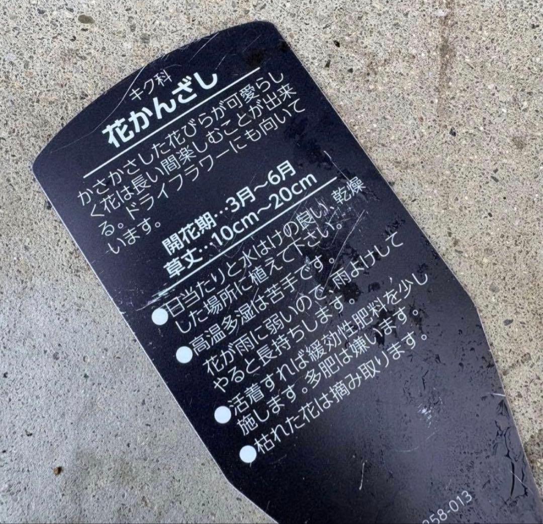 84.☆これから良く咲き☆長く楽しむ☆春の寄せ植え☆