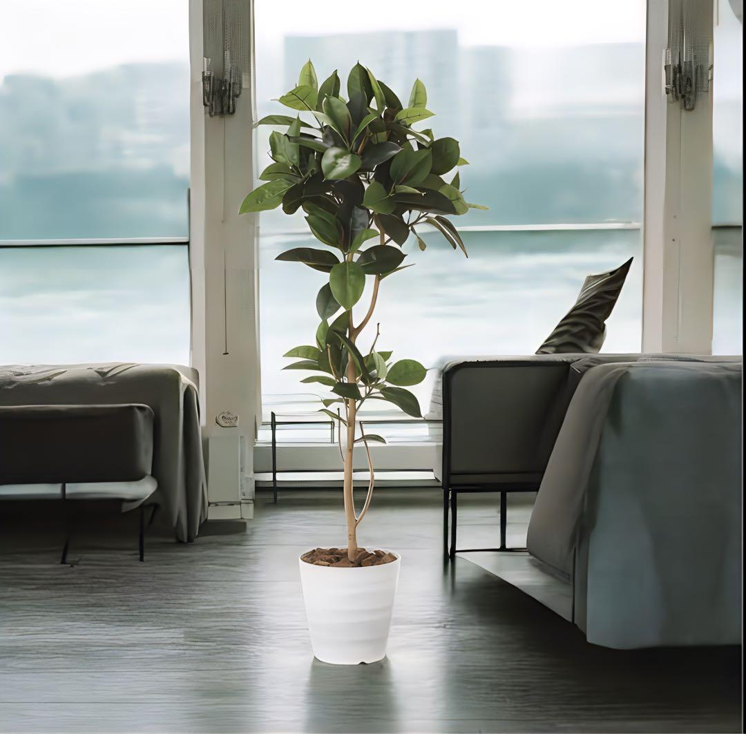 光触媒　人工観葉植物　ウォールグリーン　フェイクグリーン　ゴムの木1.8@