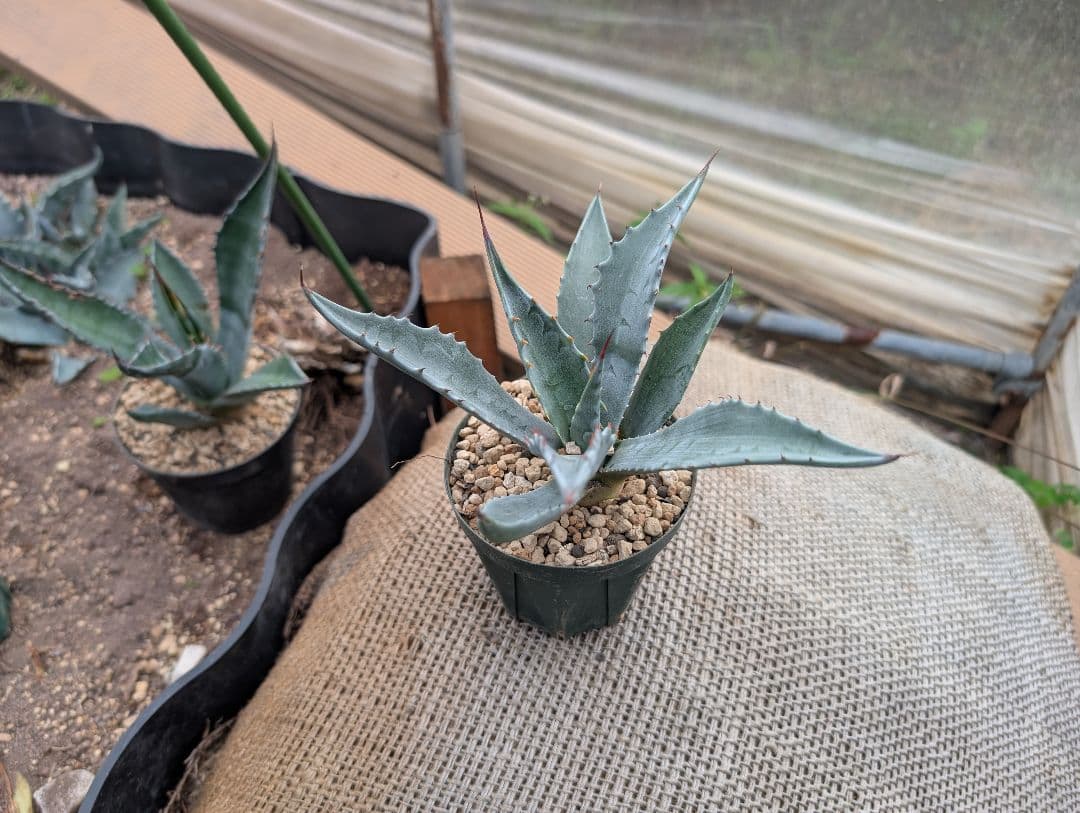 ごくうさま確認用　パラサナ　実生株