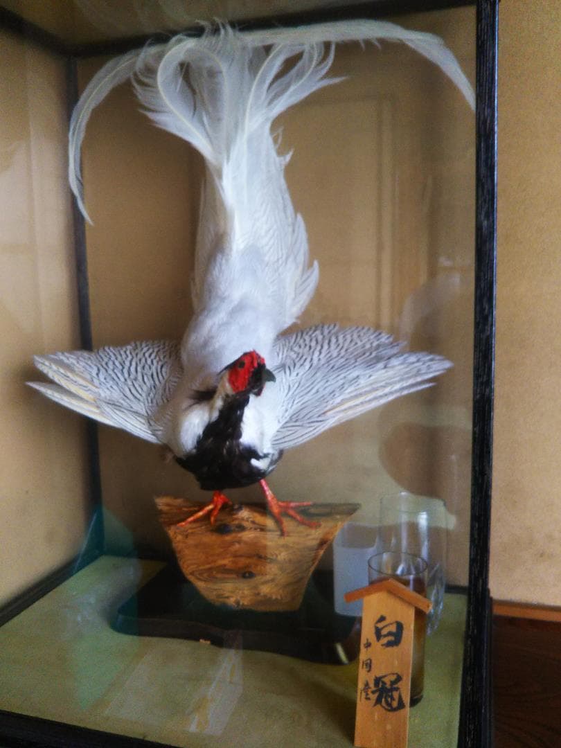 剥製　鳥