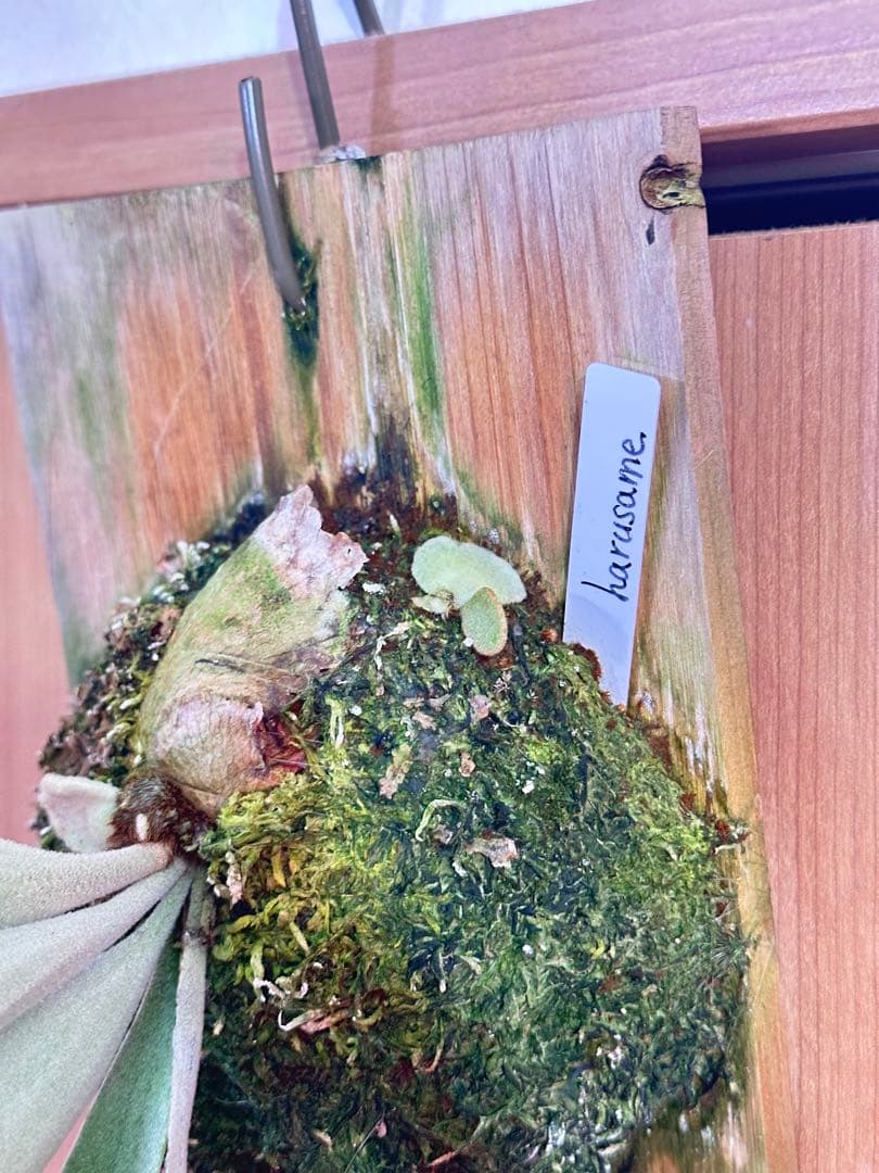 ビカクシダ harusame はるさめ