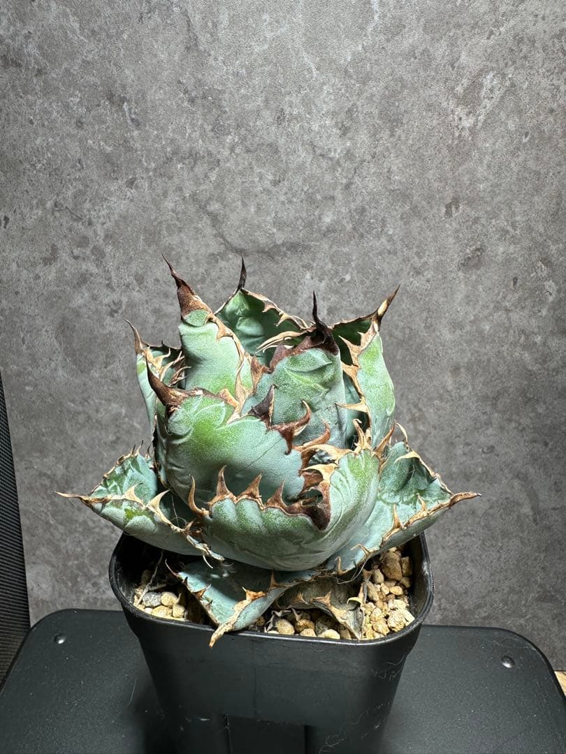 チタノタブルー　ボールタイプ