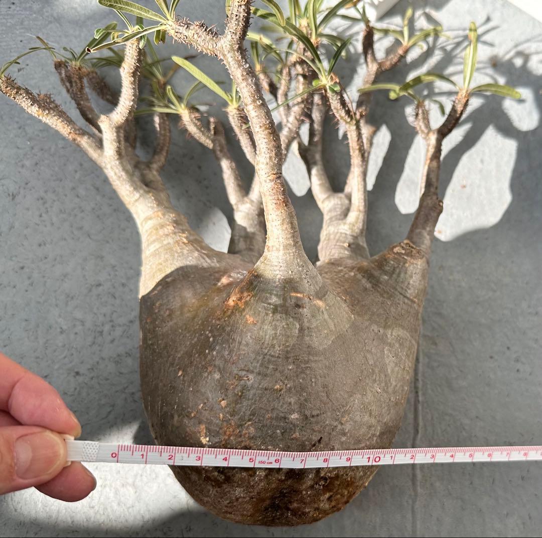現地球　抜き苗発送 　パキポディウムグラキリ