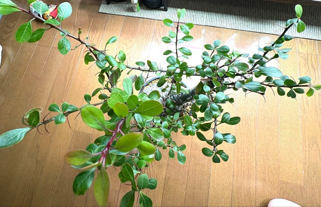 フォークイエリア ファシクラータ 発根済