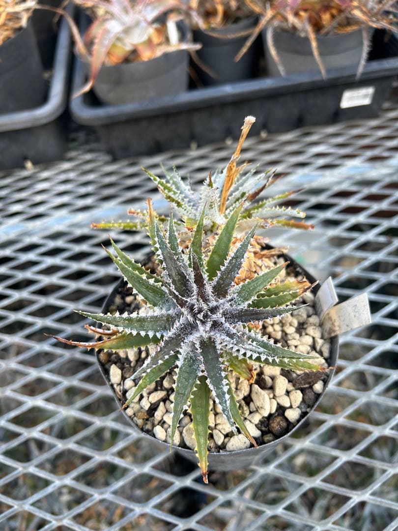 DBディッキア Dyckia Arizona x BS small #118 ⑵