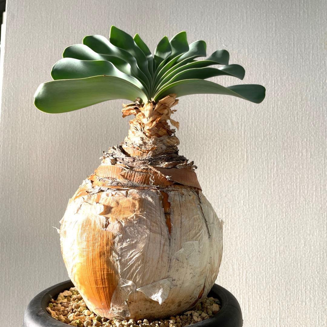 美形　まんまる　ブーファン　ハエマンソイデス　現地球　発根済