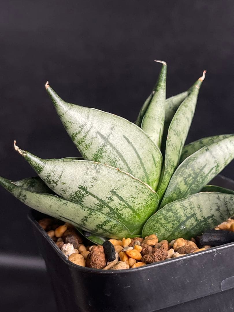 EMP サンセベリア Infinity ♾️ / SA418