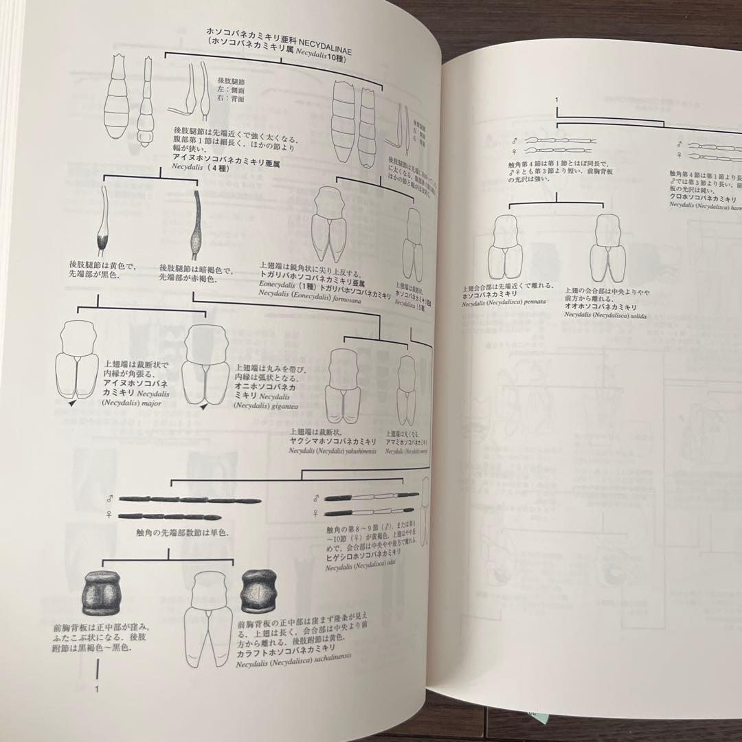 日本産カミキリムシ　図鑑