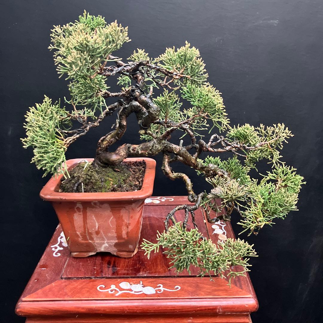 紀州真柏 盆栽