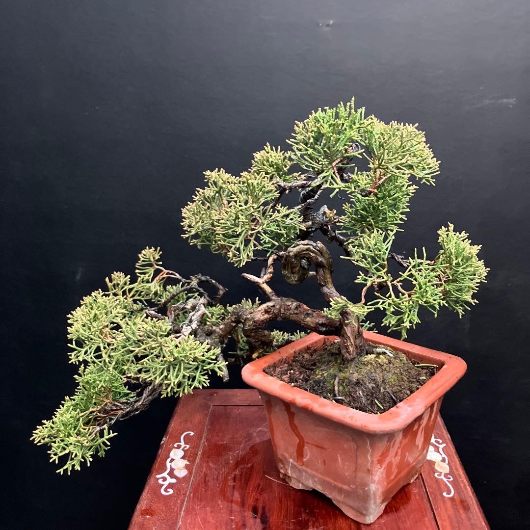 紀州真柏 盆栽