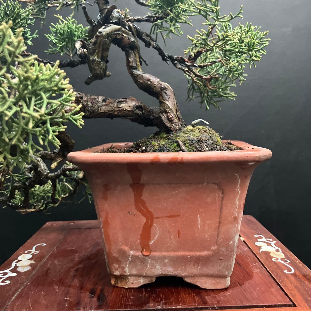 紀州真柏 盆栽
