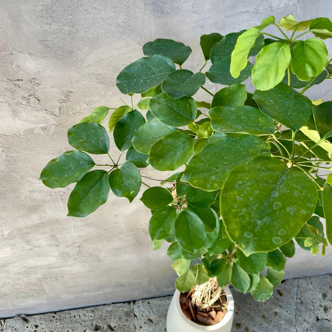 大型　希少　シェフレラ　マルコ　曲がり仕立て　10号　陶器鉢　植え込み
