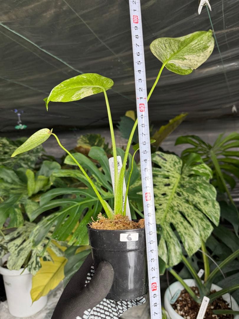 6モンステラ　デリシオーサ　ミントトリカラー　三色斑入り