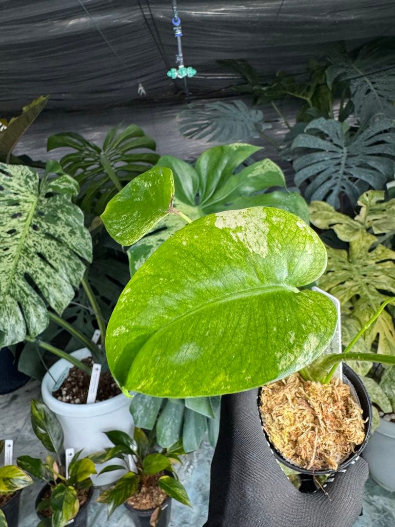 6モンステラ　デリシオーサ　ミントトリカラー　三色斑入り