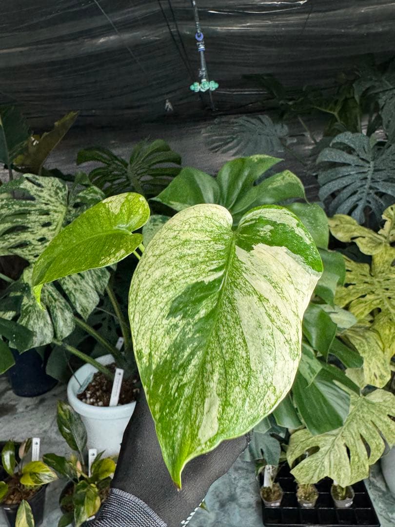 6モンステラ　デリシオーサ　ミントトリカラー　三色斑入り