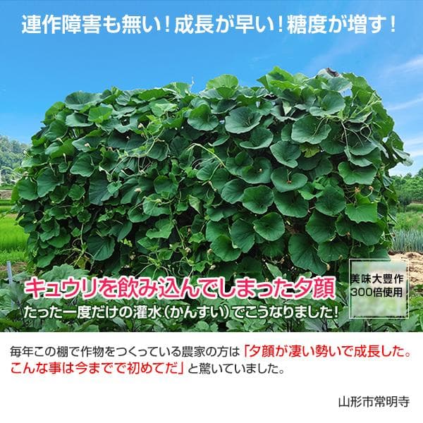 植物活力液 美味大豊作GT-S ５リットル 作物が早く大きく育ち収穫量も増加！