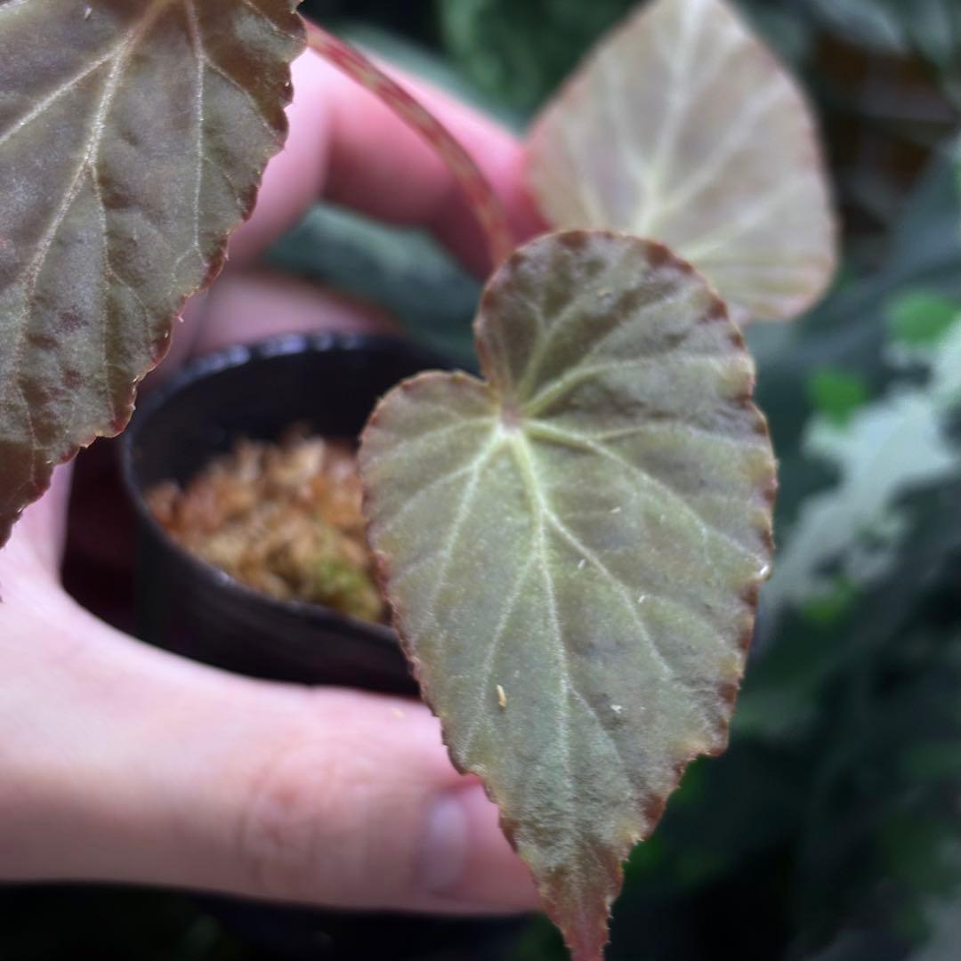 【専用】Begonia burkillii 'Dark Form' 他合計2点