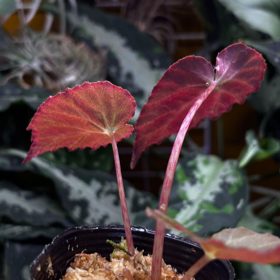 【専用】Begonia burkillii 'Dark Form' 他合計2点