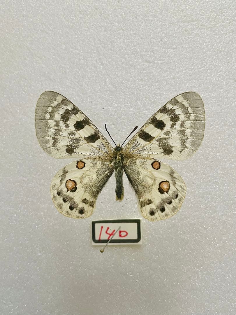 【ペア購入できます】パルナシウス・イノピナツ（1オス、アフガニスタン）