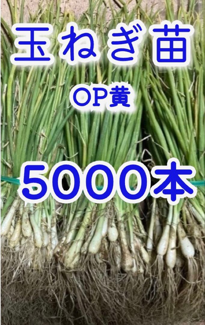 玉ねぎ苗 OP黄 5000本