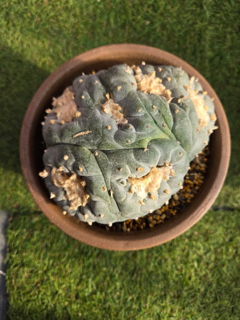 銀冠玉モンスト実生