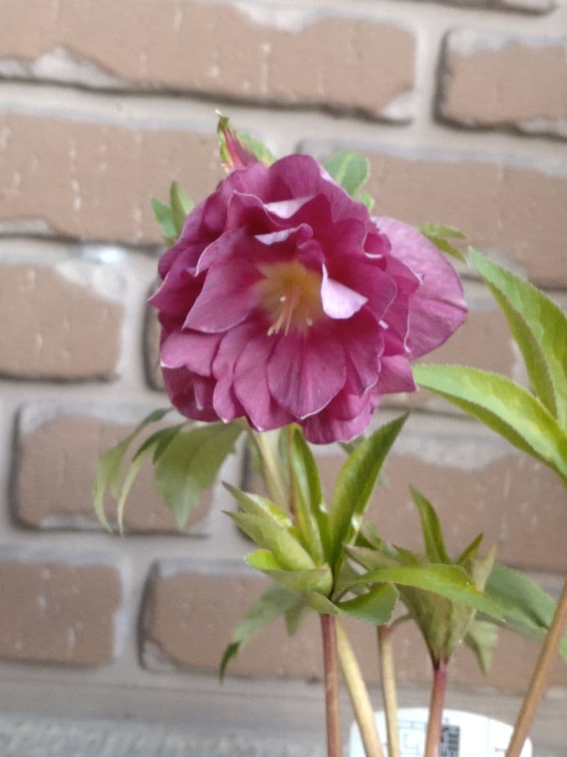 広瀬園芸✨ピンク✨ダブル♥クリスマスローズ